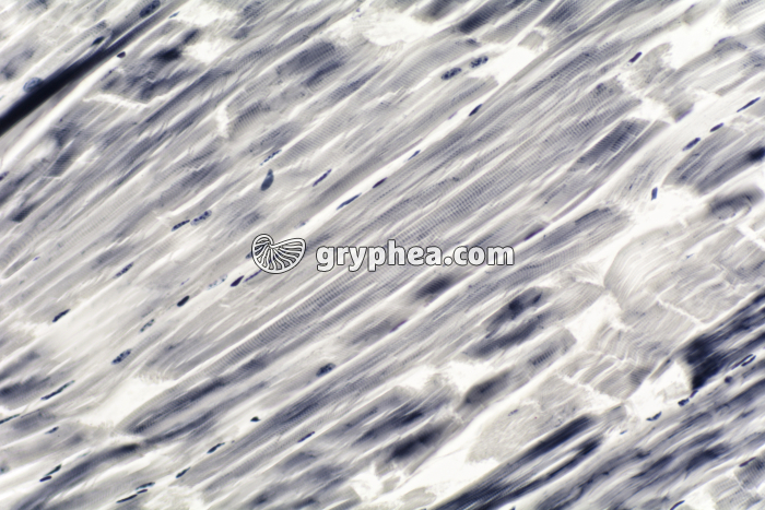 Muscle strié larve de Chironome CL x100 - gryphea.com